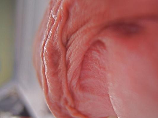 Macro Cock
