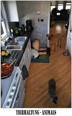 Animais Tierhaltung II
