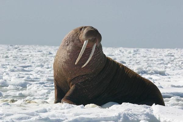 セイウチ
