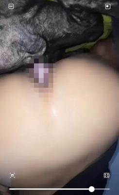 Mascota Pequeña